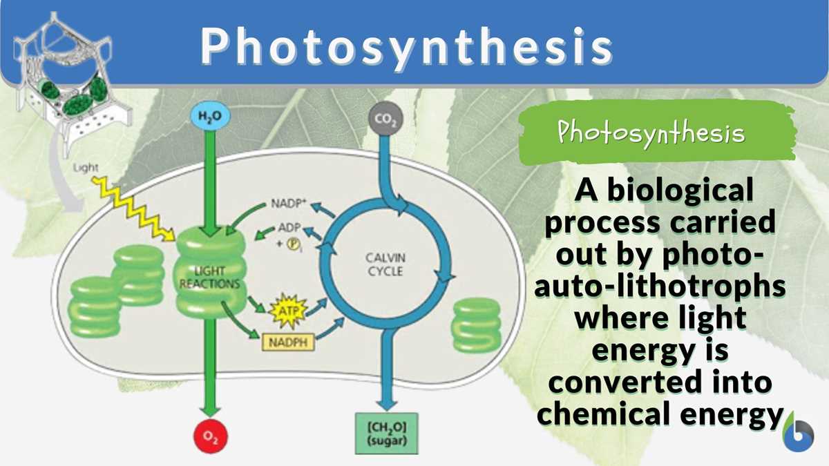 schematic diagram photosynthesis