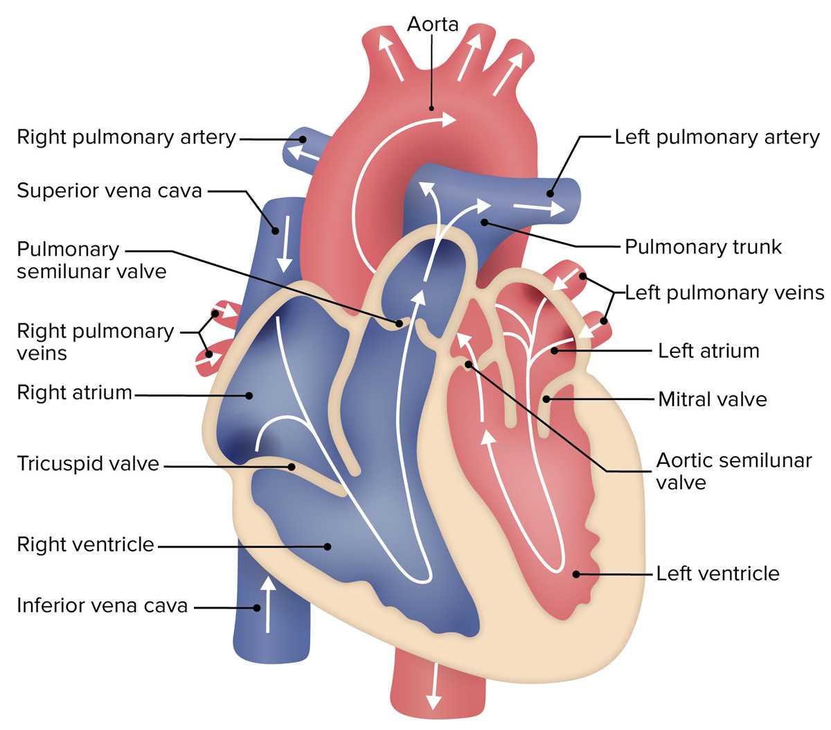 heart circuit diagram