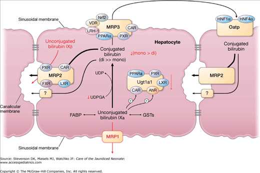 schematic diagram of bilirubin metabolism