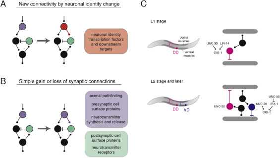 neural circuit diagram