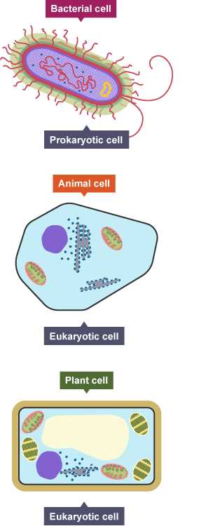 schematic diagram of prokaryotic and eukaryotic cell