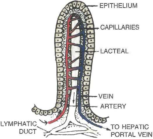 schematic diagram of villus
