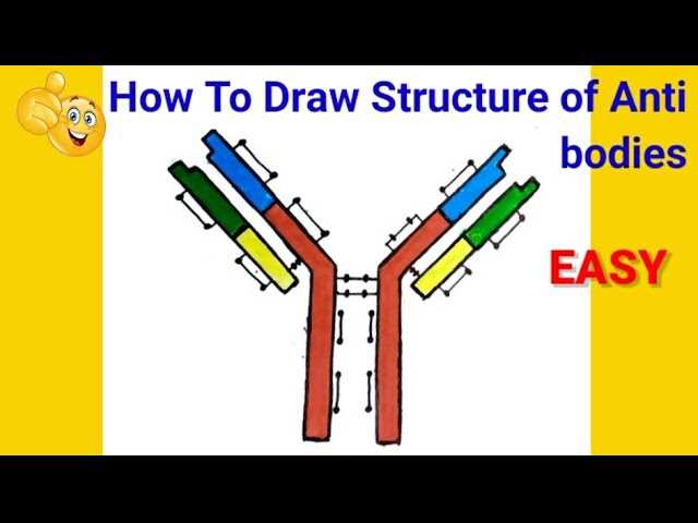 draw a schematic diagram of antibody structure