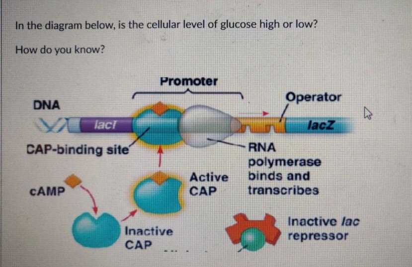 schematic diagram of lac operon