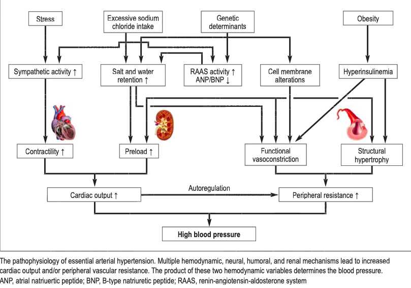 pathophysiology of hypertension schematic diagram