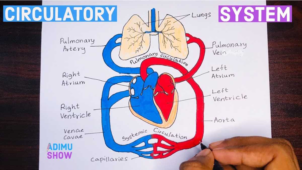 draw schematic diagram of circulation of blood