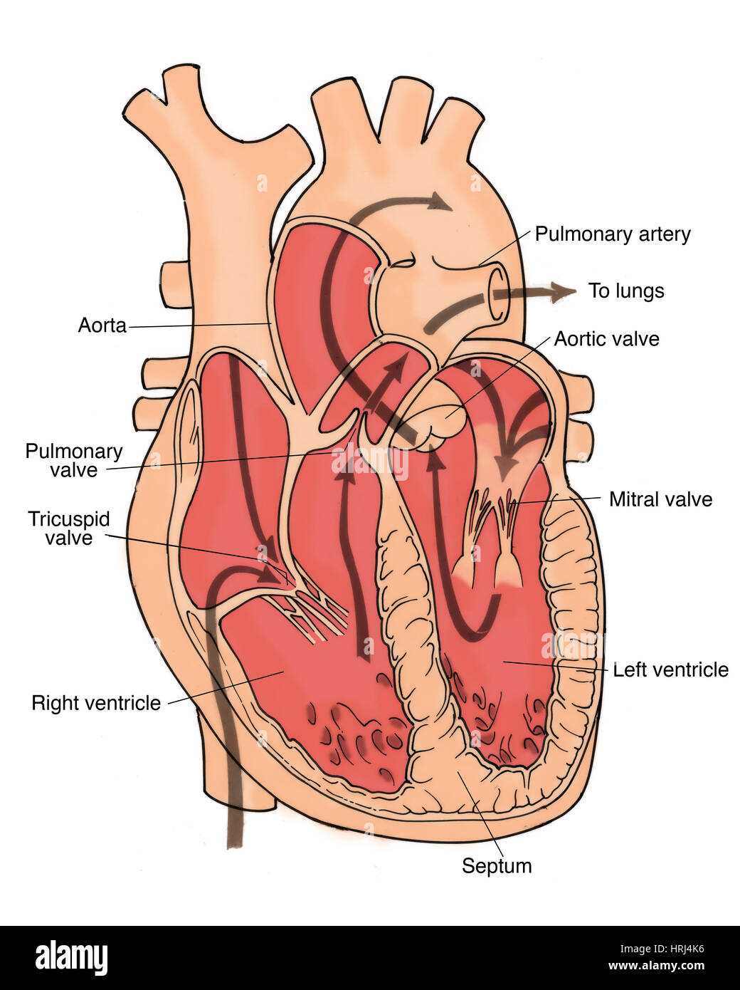 schematic diagram of coronary circulation