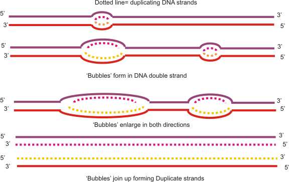 schematic diagram of dna replication