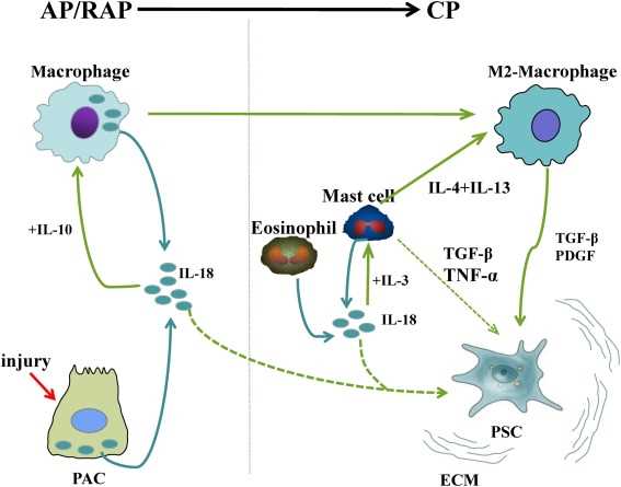 pancreatitis pathophysiology schematic diagram