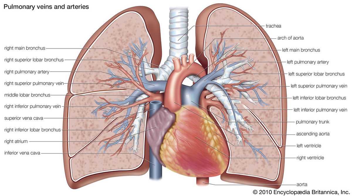 pulmonary circuit and systemic circuit diagram