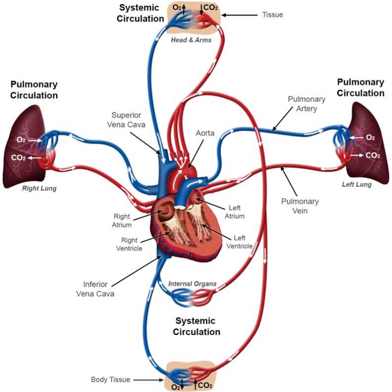 pulmonary circuit and systemic circuit diagram