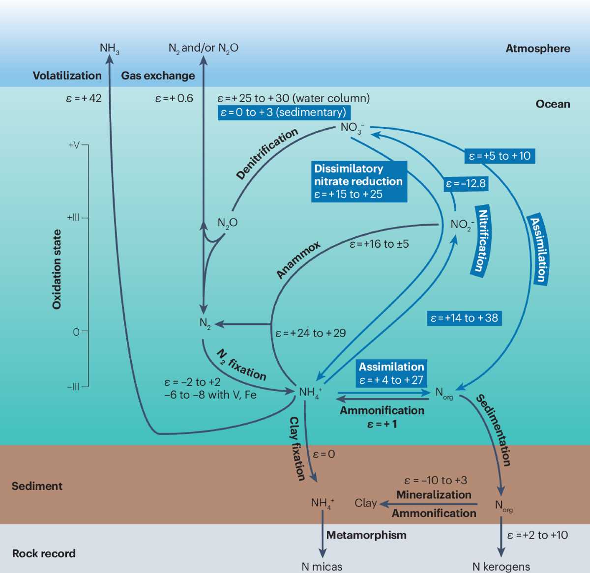 explain nitrogen cycle with a schematic diagram