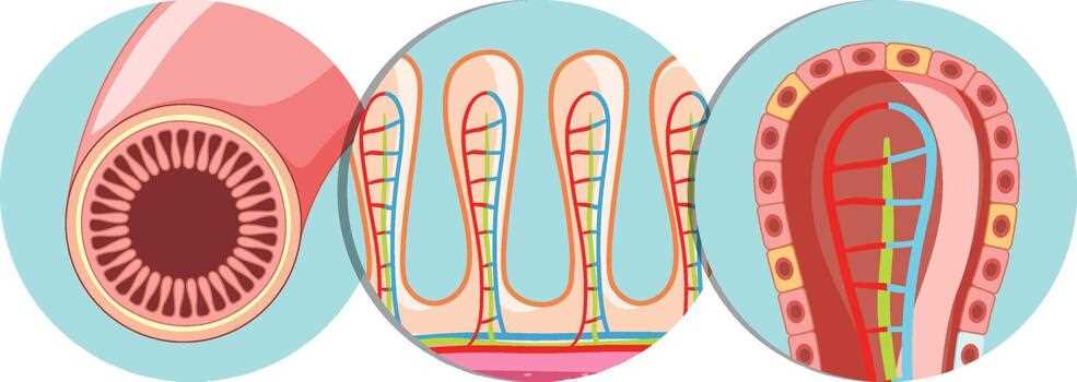 schematic diagram of villus