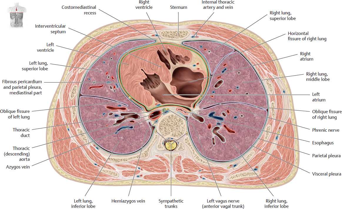 schematic diagram of pericardium