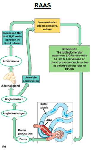 raas schematic diagram