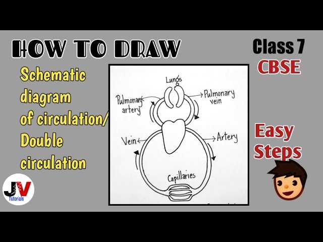 draw a schematic diagram of circulation of blood