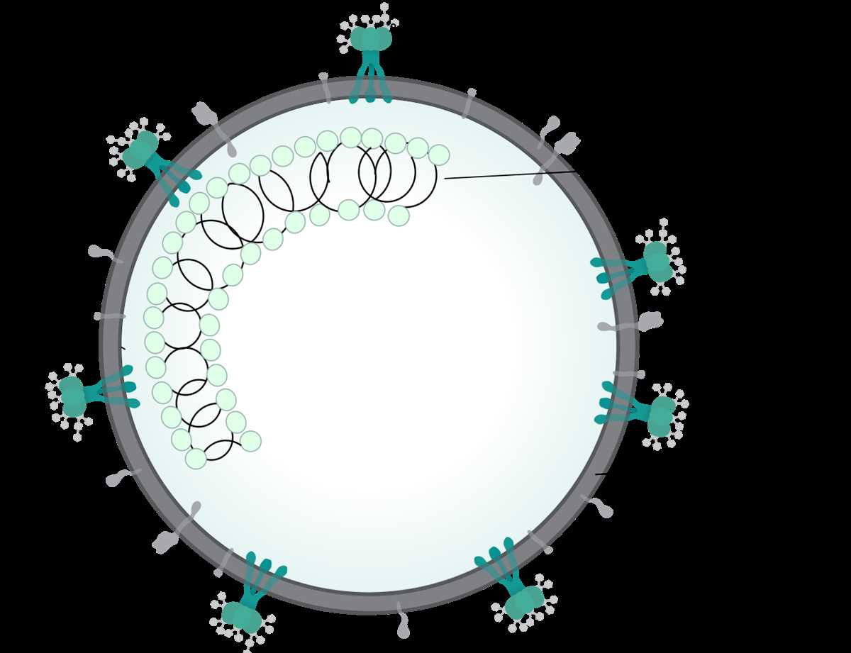 schematic diagram of corona virus