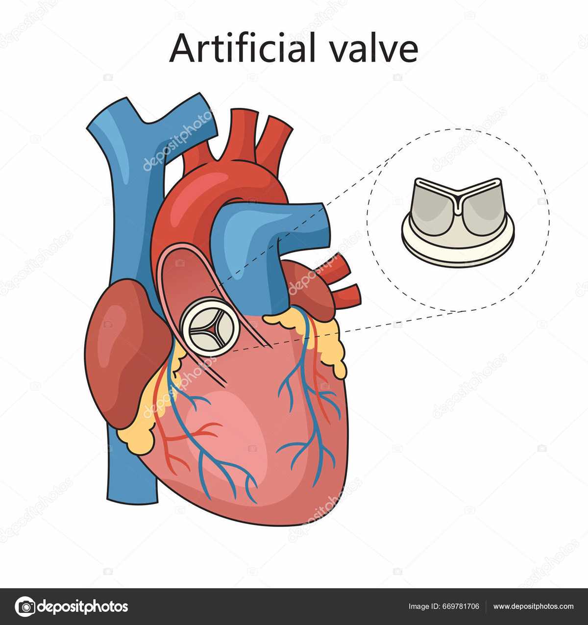 schematic diagram of heart