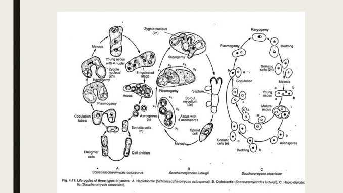 saccharomyces cerevisiae schematic diagram saccharomyces cerevisiae schematic diagram