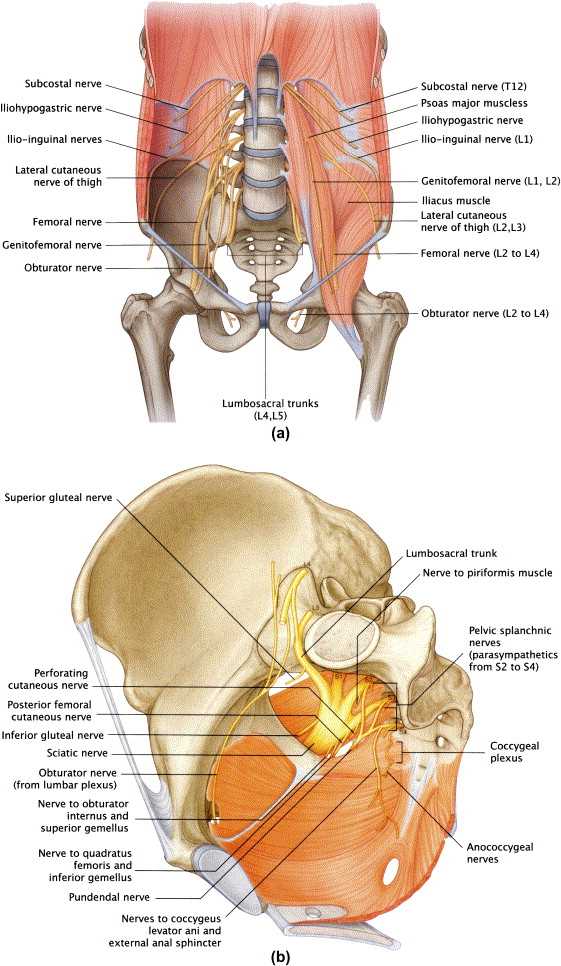 sacral plexus schematic diagram