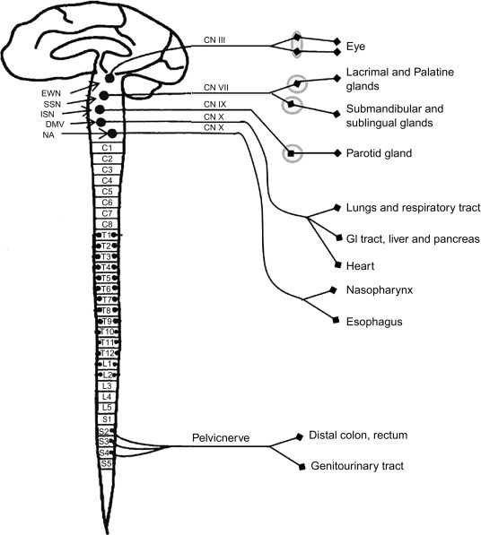 schematic diagram autonomic nervous system