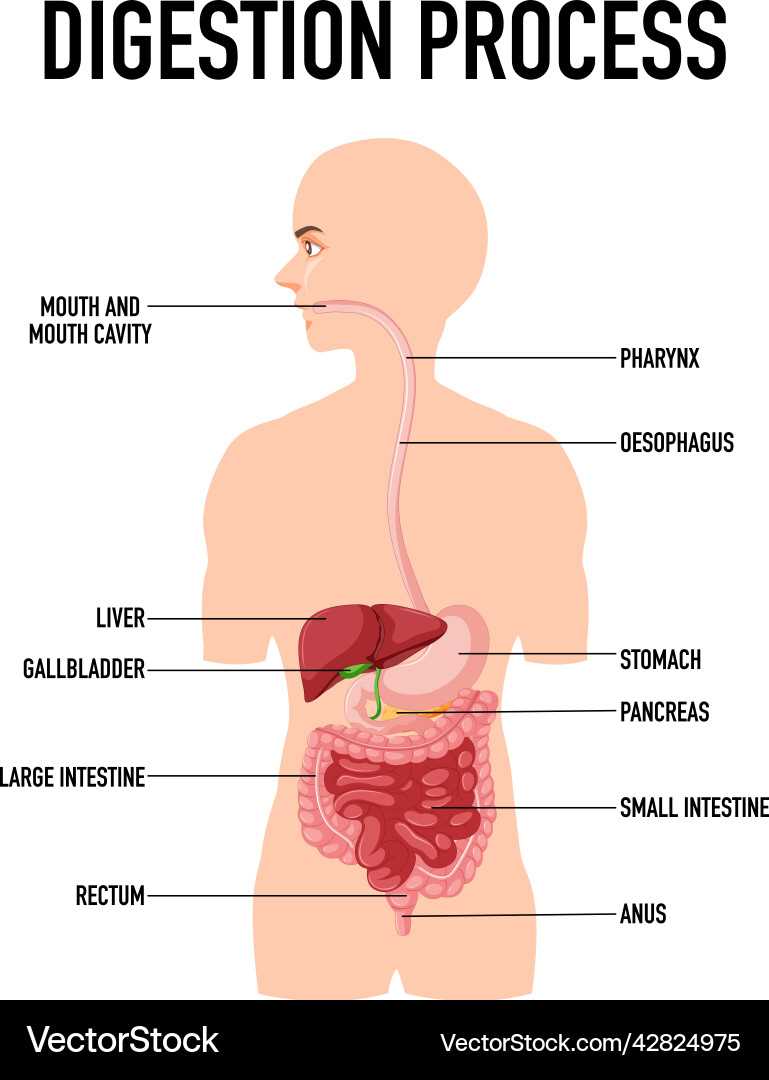 schematic diagram digestive system schematic diagram digestive system
