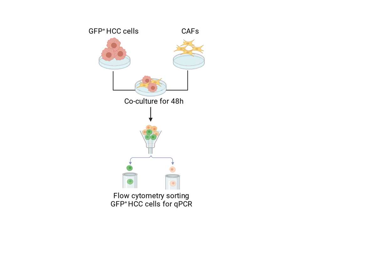 schematic diagram figure of rgfp schematic diagram figure of rgfp