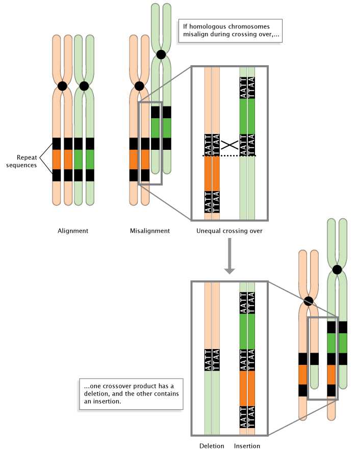 schematic diagram gene