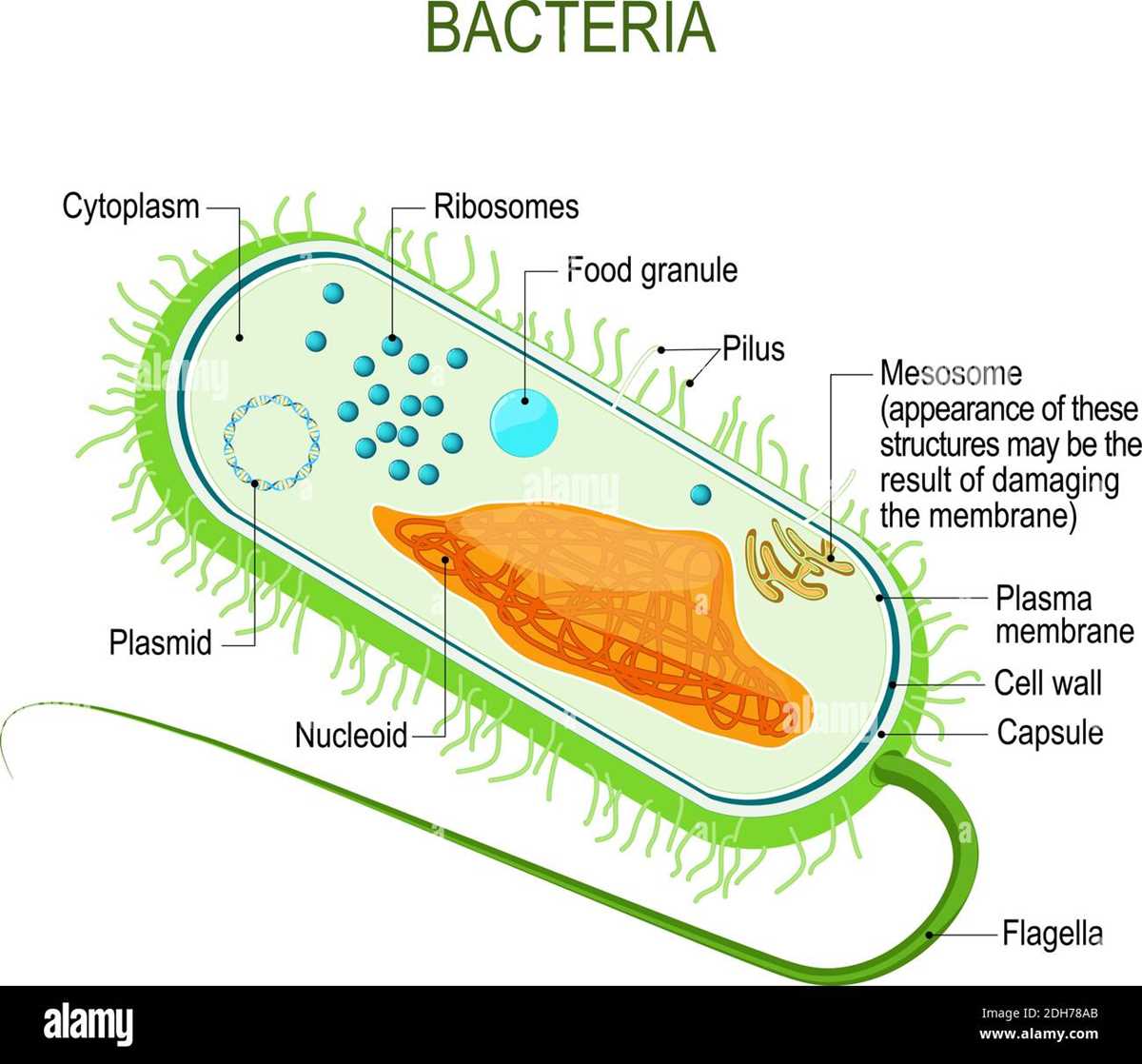 schematic diagram of a bacterial cell