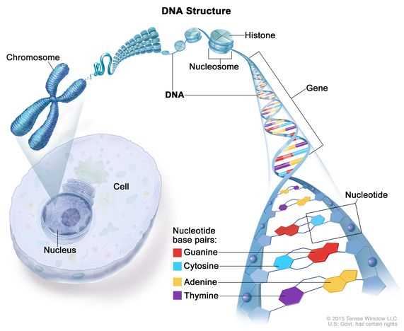 schematic diagram of a nucleotide
