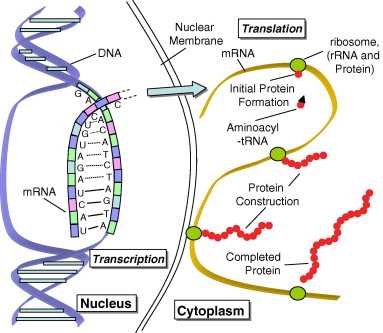 schematic diagram of a portion of dna