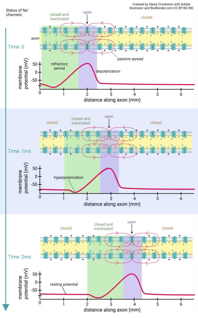 schematic diagram of action potential schematic diagram of action potential