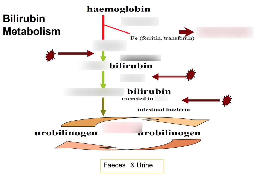 schematic diagram of bilirubin metabolism