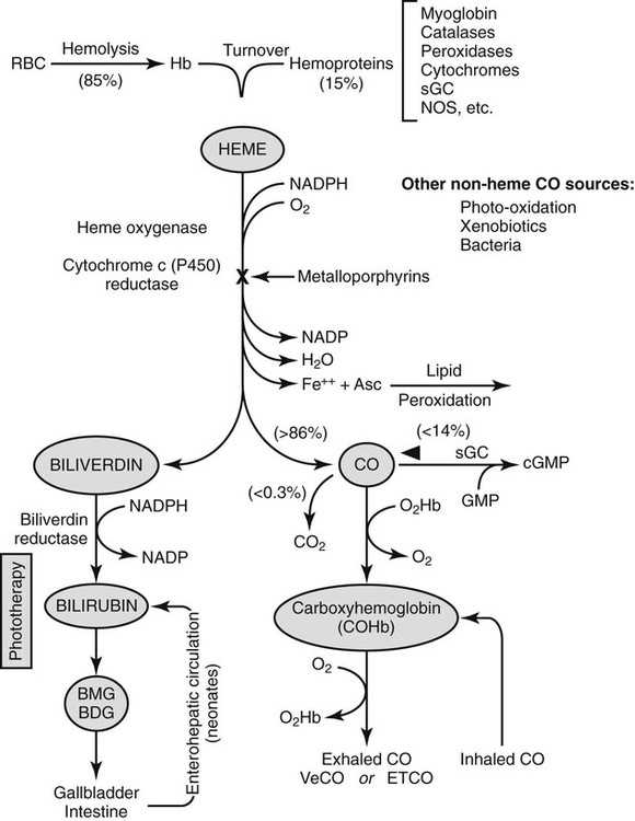 schematic diagram of bilirubin metabolism