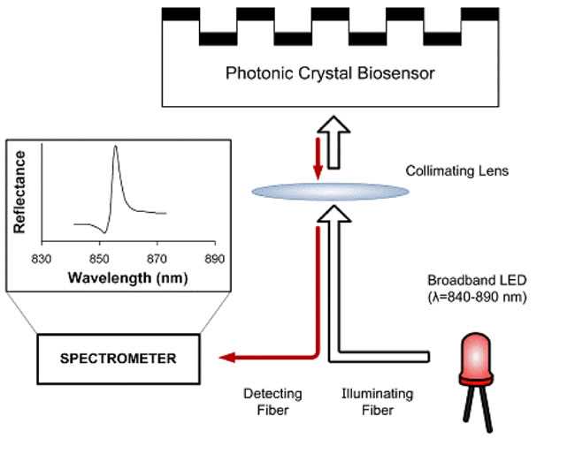 schematic diagram of biosensor