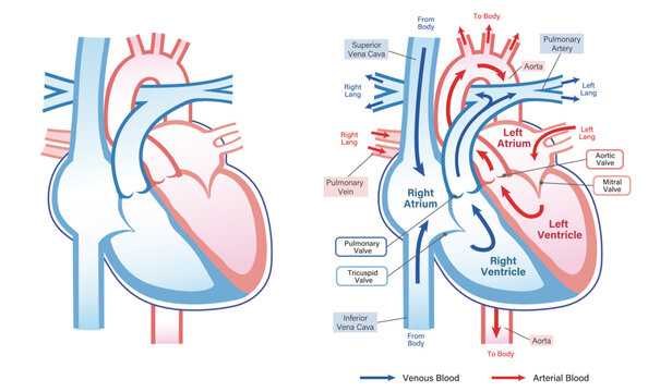 schematic diagram of blood flow in the heart