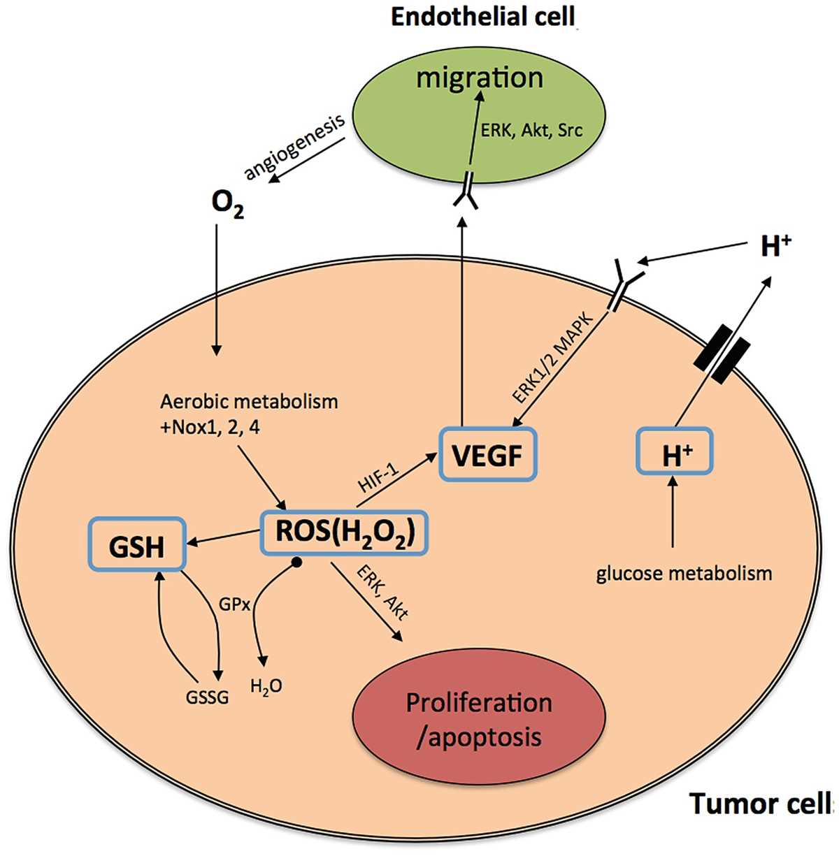 schematic diagram of cancer