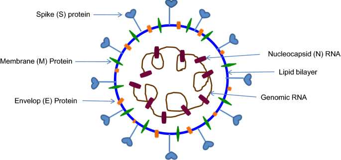 schematic diagram of corona virus