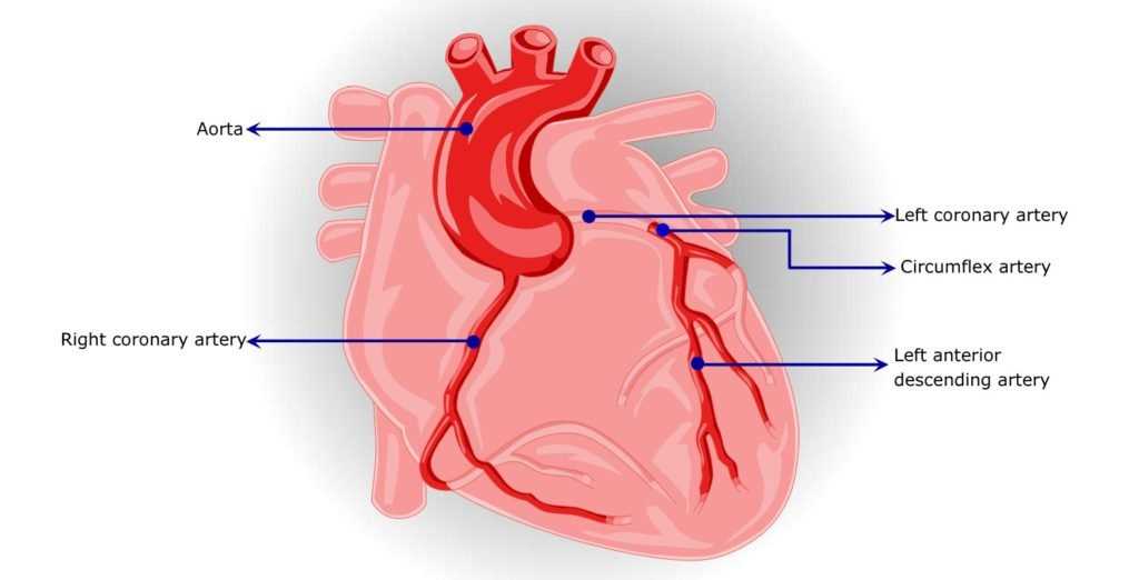 schematic diagram of coronary circulation