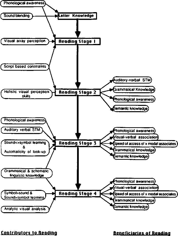 schematic diagram of different developmental reading stages