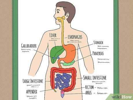 schematic diagram of digestive system