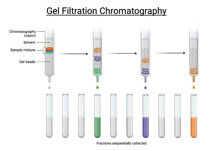 schematic diagram of gel filtration chromatography