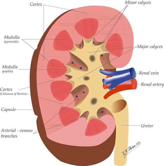 schematic diagram of glomerulus