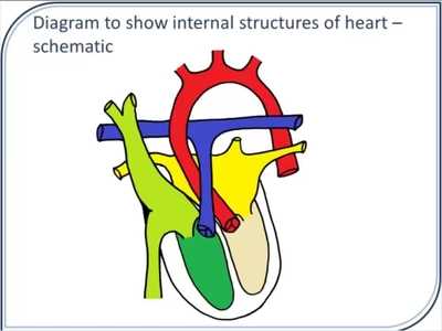 schematic diagram of heart