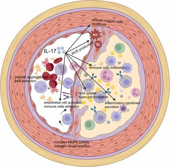 schematic diagram of il17 and immune system