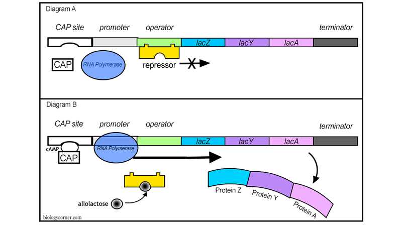 schematic diagram of lac operon