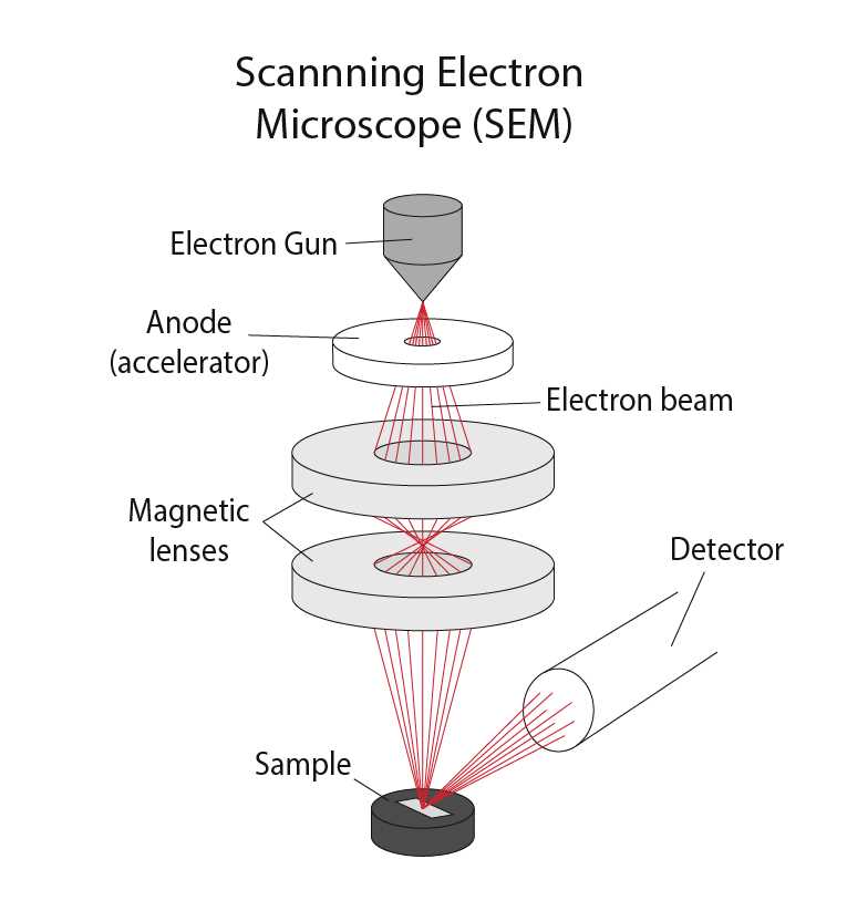 schematic diagram of microscope