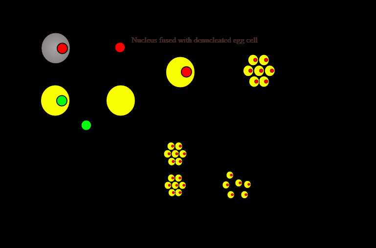 schematic diagram of multiple step procedure of cloning