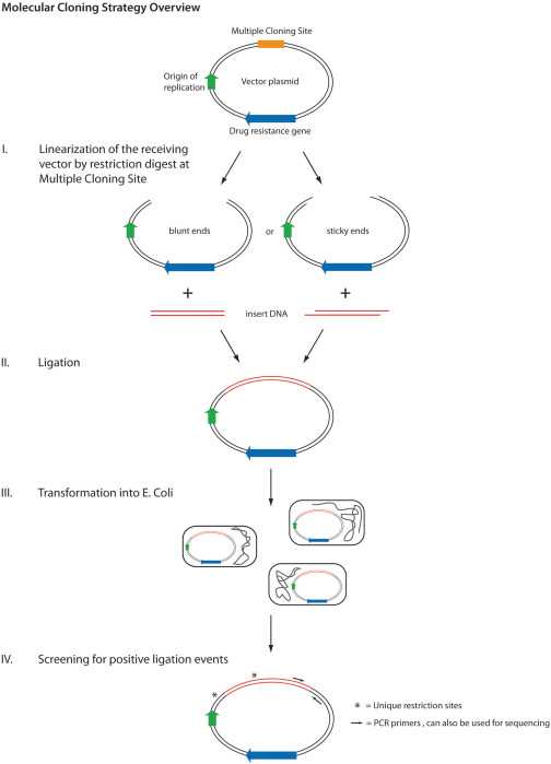 schematic diagram of multiple step procedure of cloning