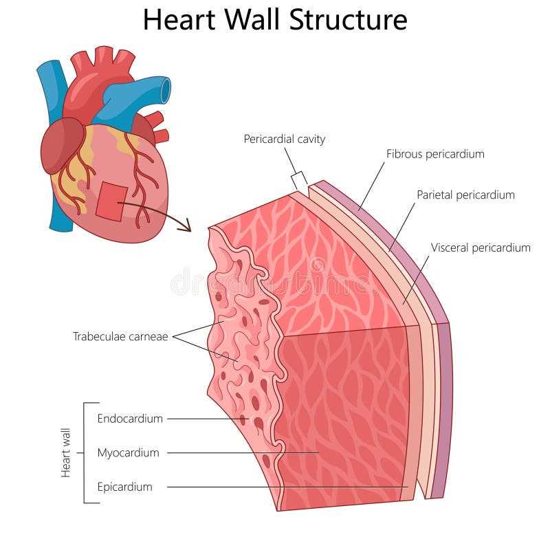 schematic diagram of pericardium